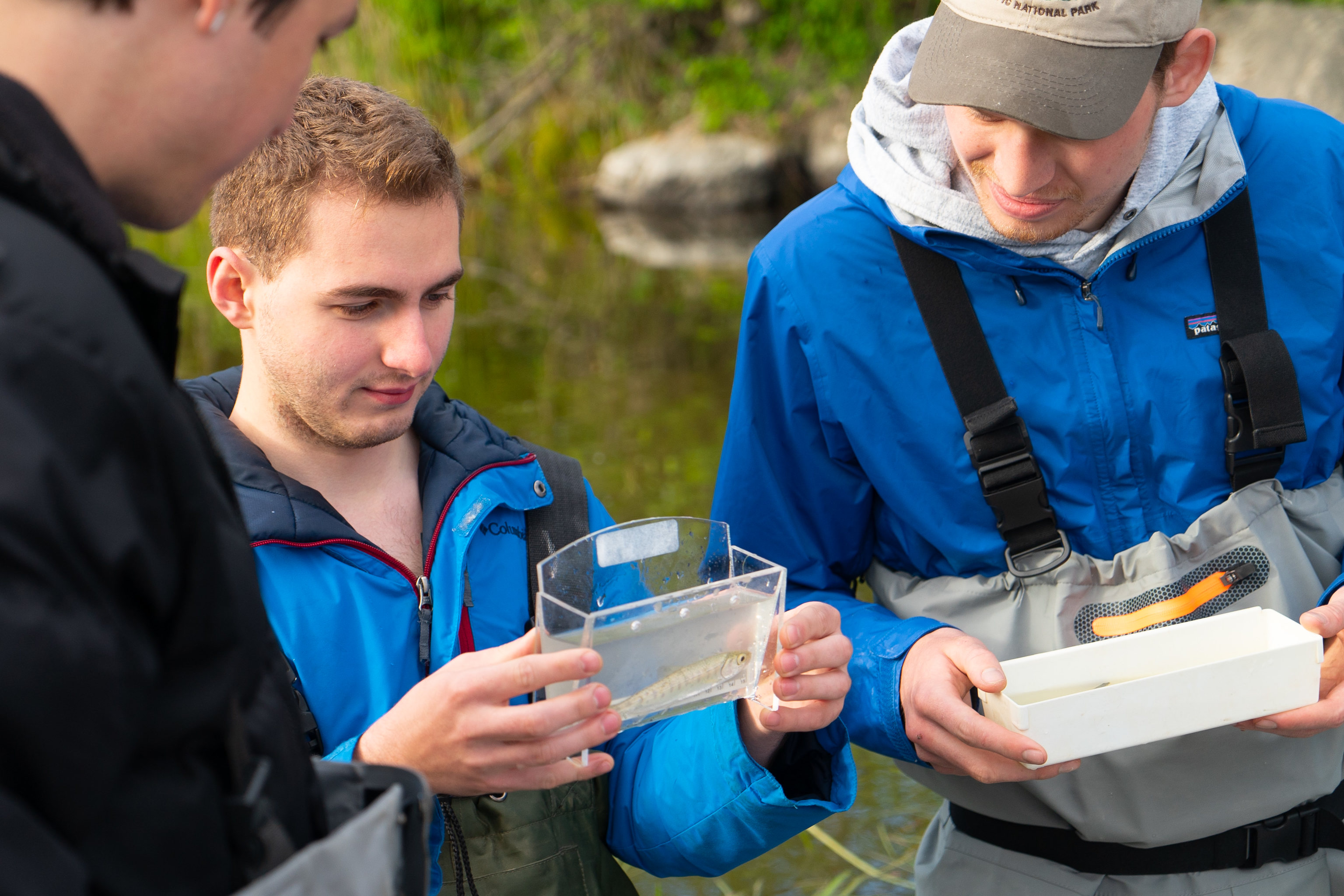 Two students wearing waders examine a small fish as part of the Elwha restoration project.