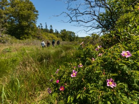 Four individuals hike through tall grassy wetland area. A bush of pink Rugosa rose is blooming in the foreground.